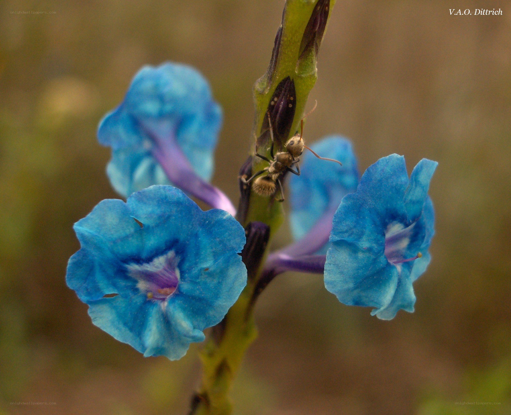 ant on blue flower