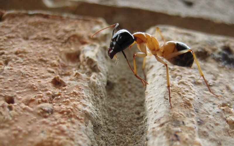 Ant on Concrete Surface