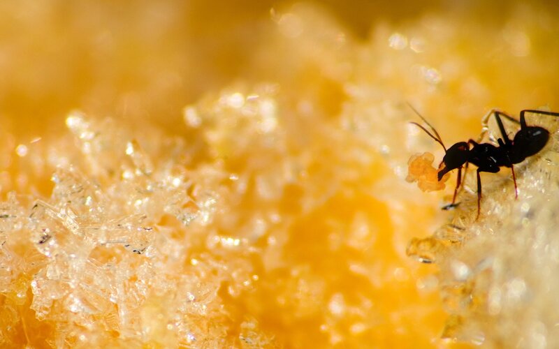 Ant on Crystalline Surface — Yellow