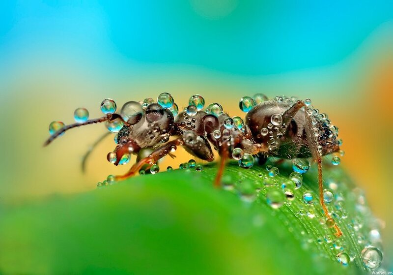ant on dew-covered leaf