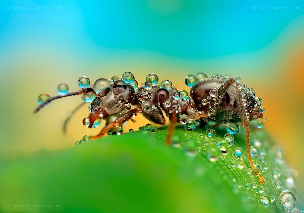 ant on dew-covered leaf