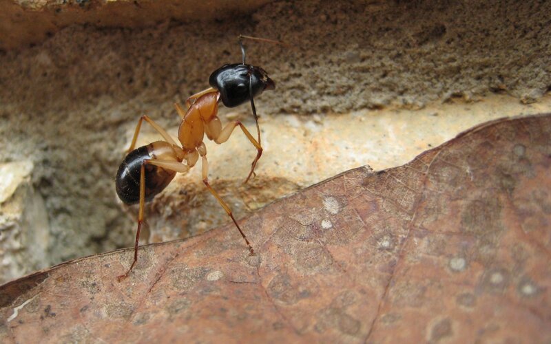 Ant on Dry Leaf