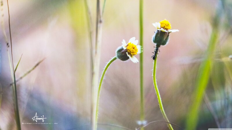 Ant on Flower Buds