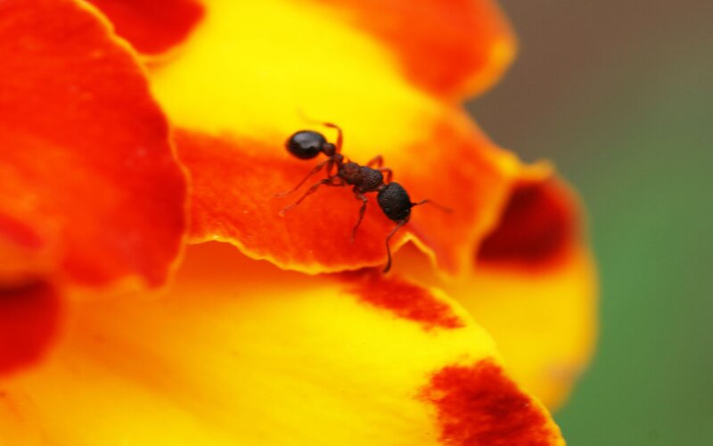 Ant on Flower Petal