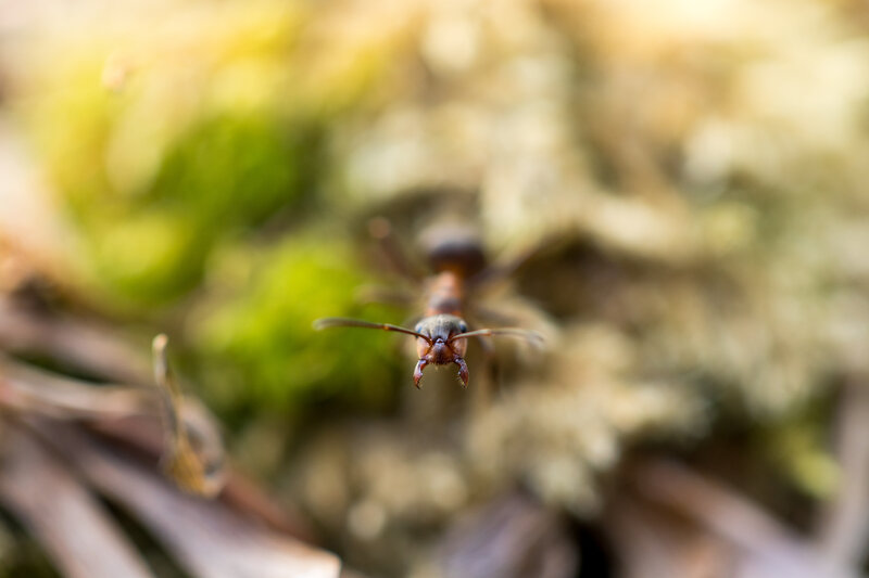 Ant on Forest Floor