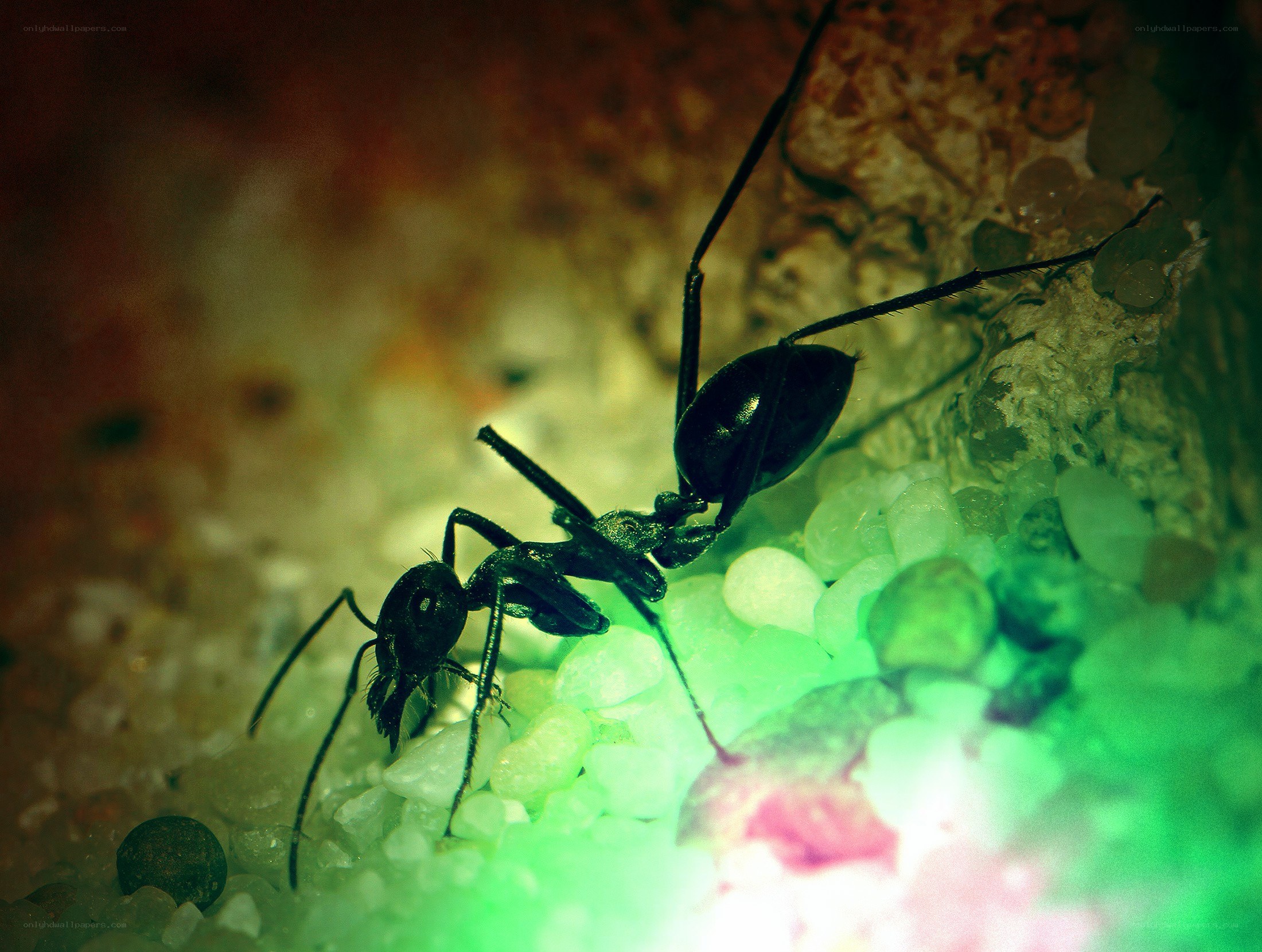 ant on gravel surface