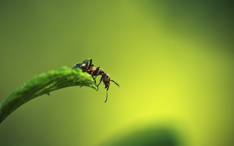 Ant on Green Leaf — Calm, Photograph, Background