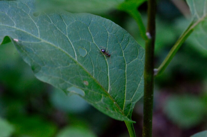 Ant on Green Leaf — Natural, Photograph
