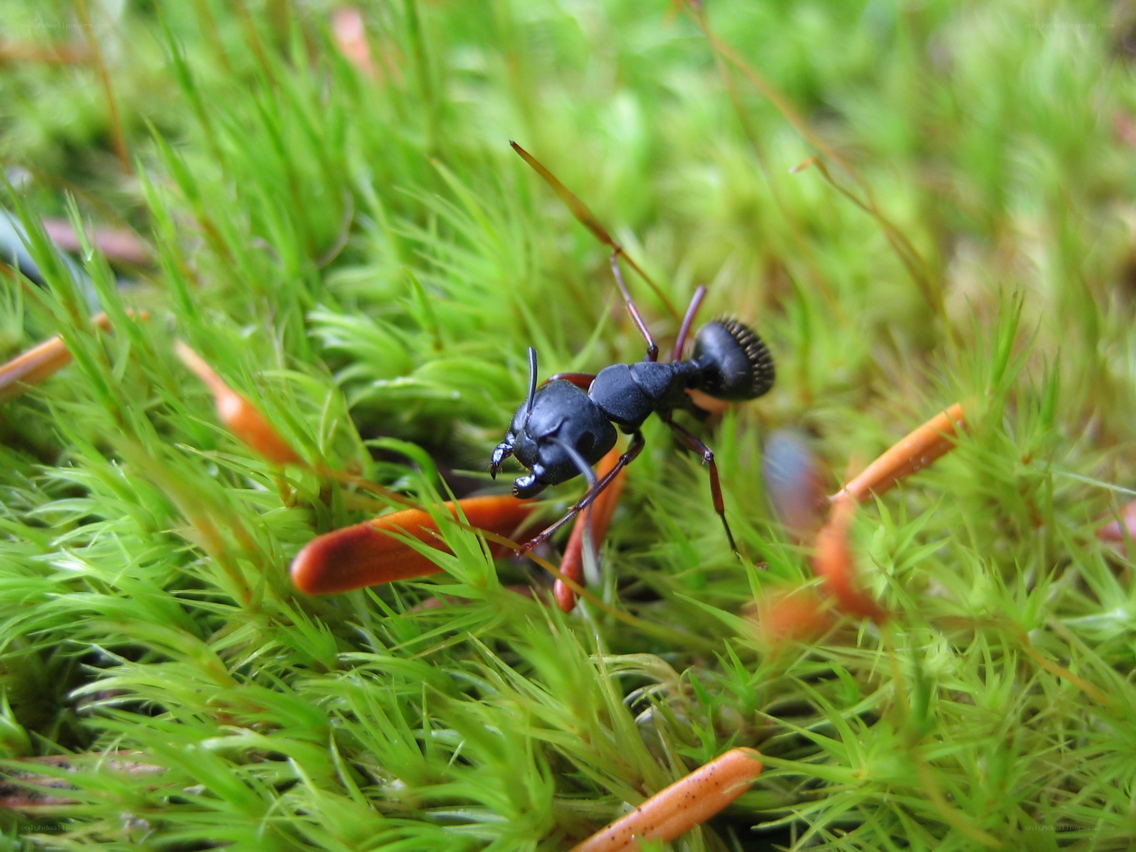 ant on green moss