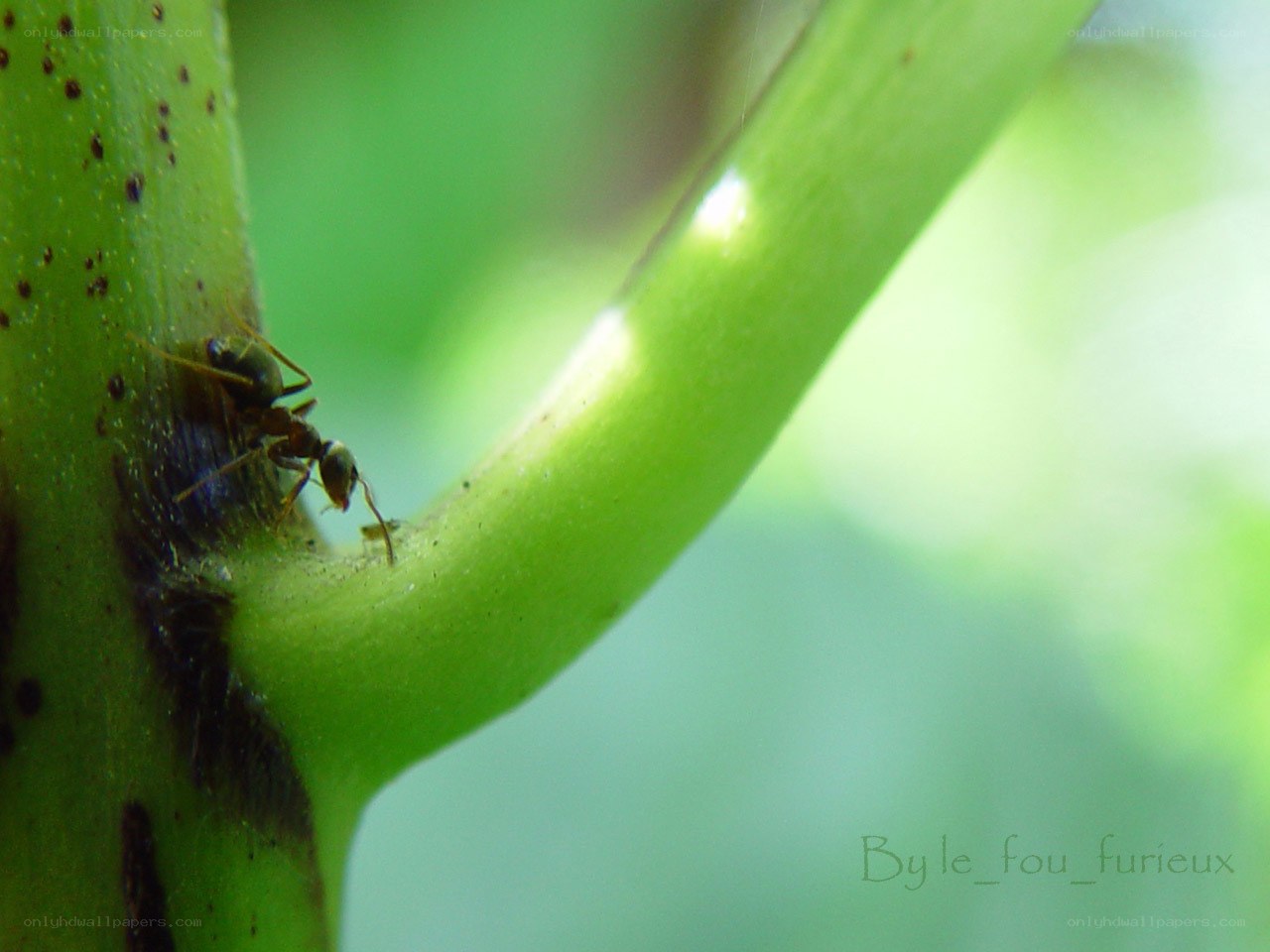 ant on green plant stem