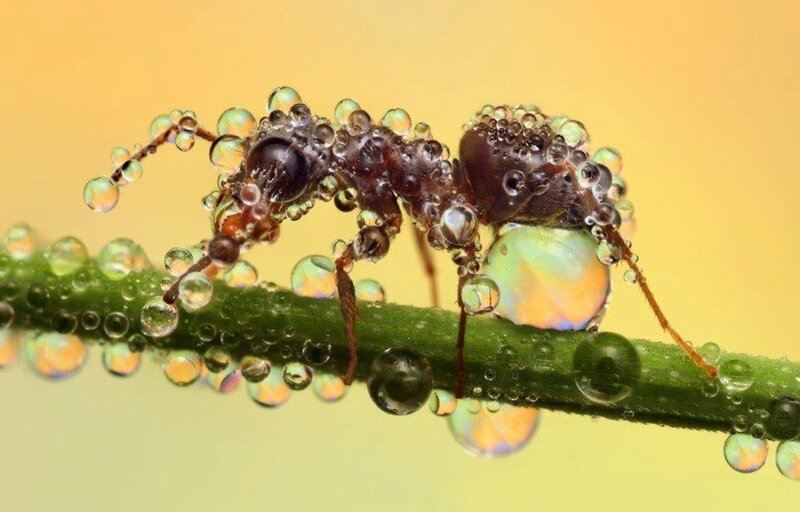 Ant on Green Stem