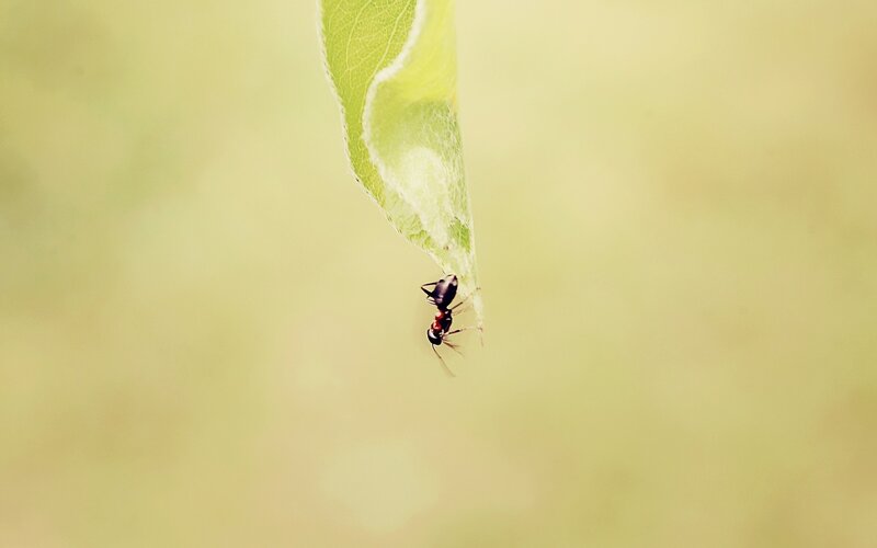 Ant on Leaf Edge — Green, Calm