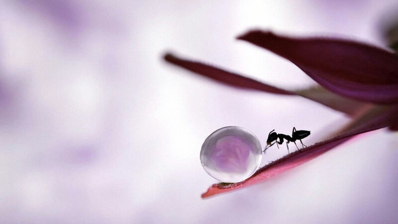 Ant on Leaf with Water Droplet — Purple