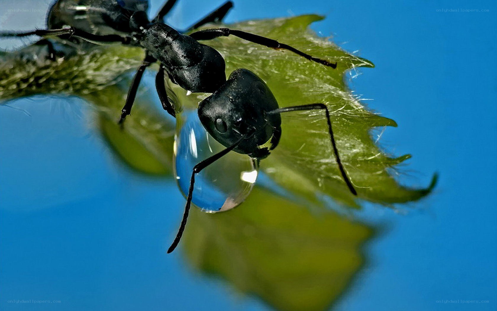 ant on leaf with water droplet