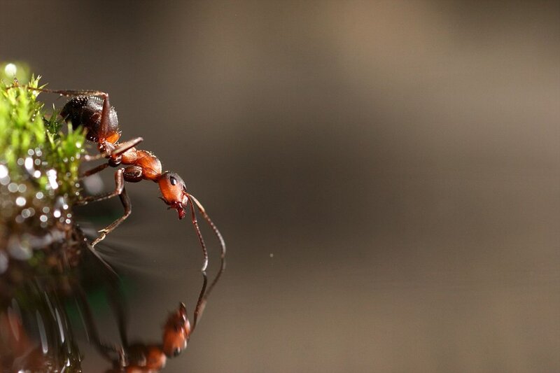 Ant on Moss — Brown