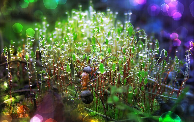 Ant on Moss — Green