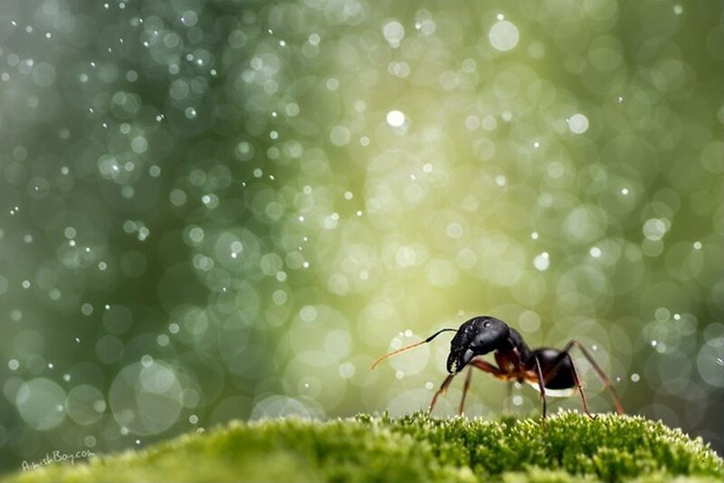 Ant on Moss