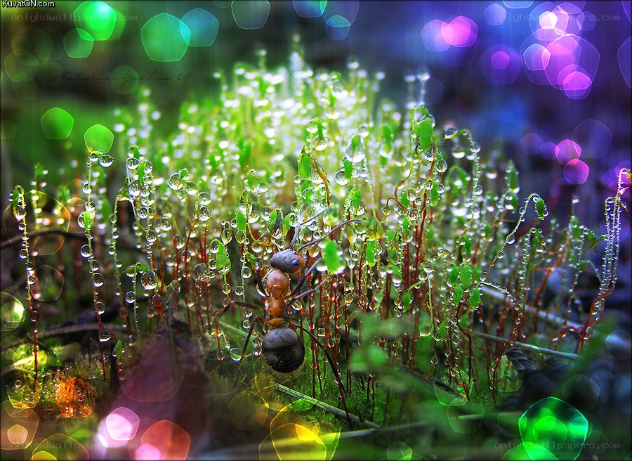 Ant on moss with bokeh