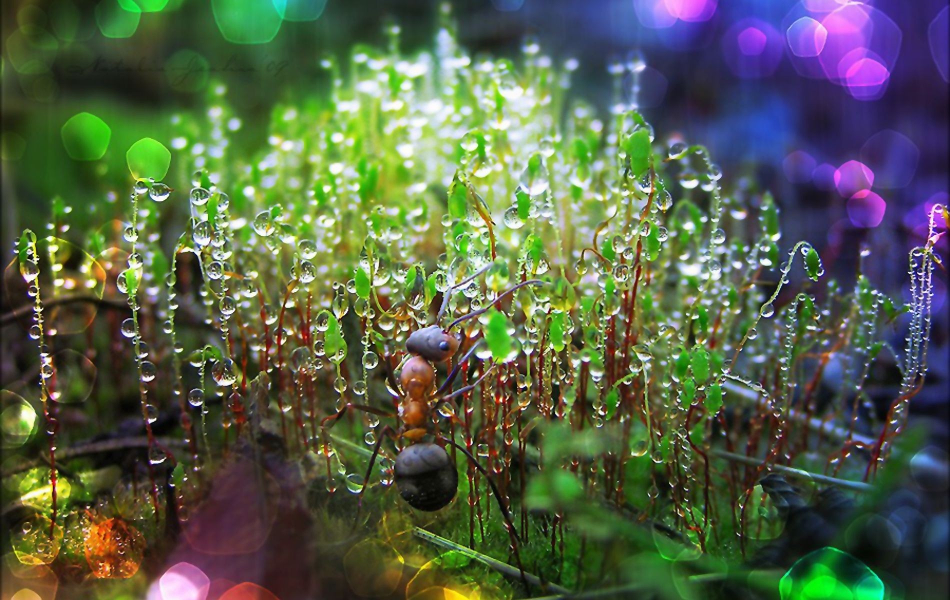 ant on moss with dew