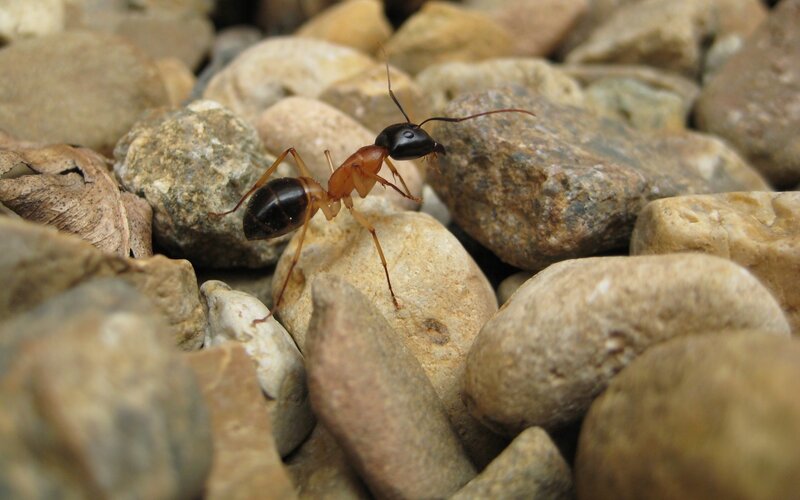 Ant on Pebbles