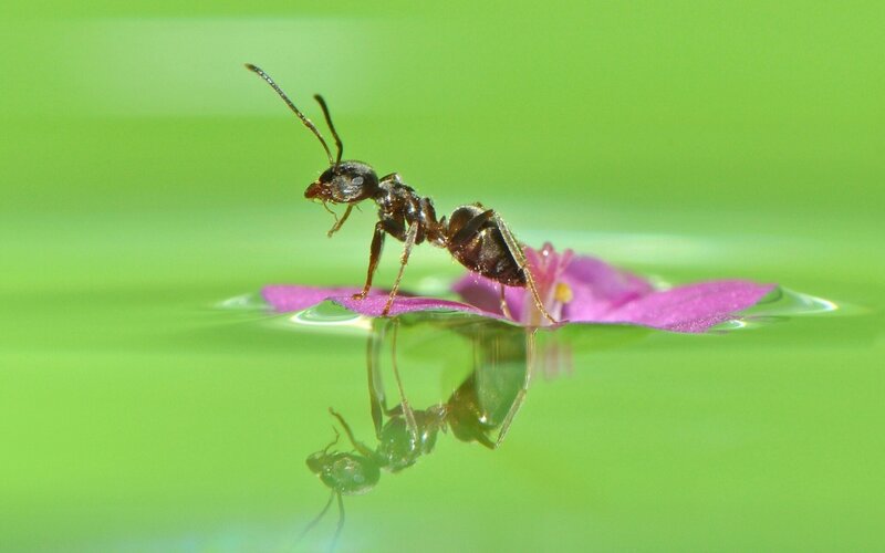 Ant on Pink Flower — Green, Serene