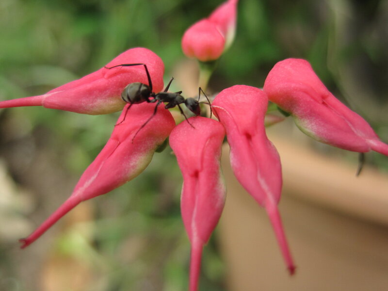 Ant on Pink Flower