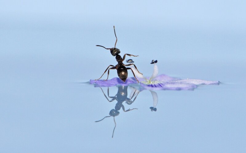 Ant on Purple Flower — Blue