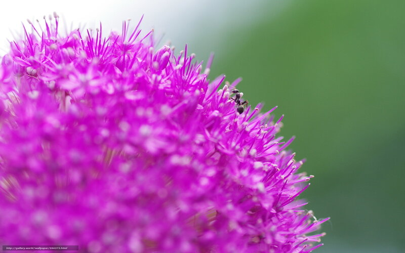 Ant on Purple Flower — Calm