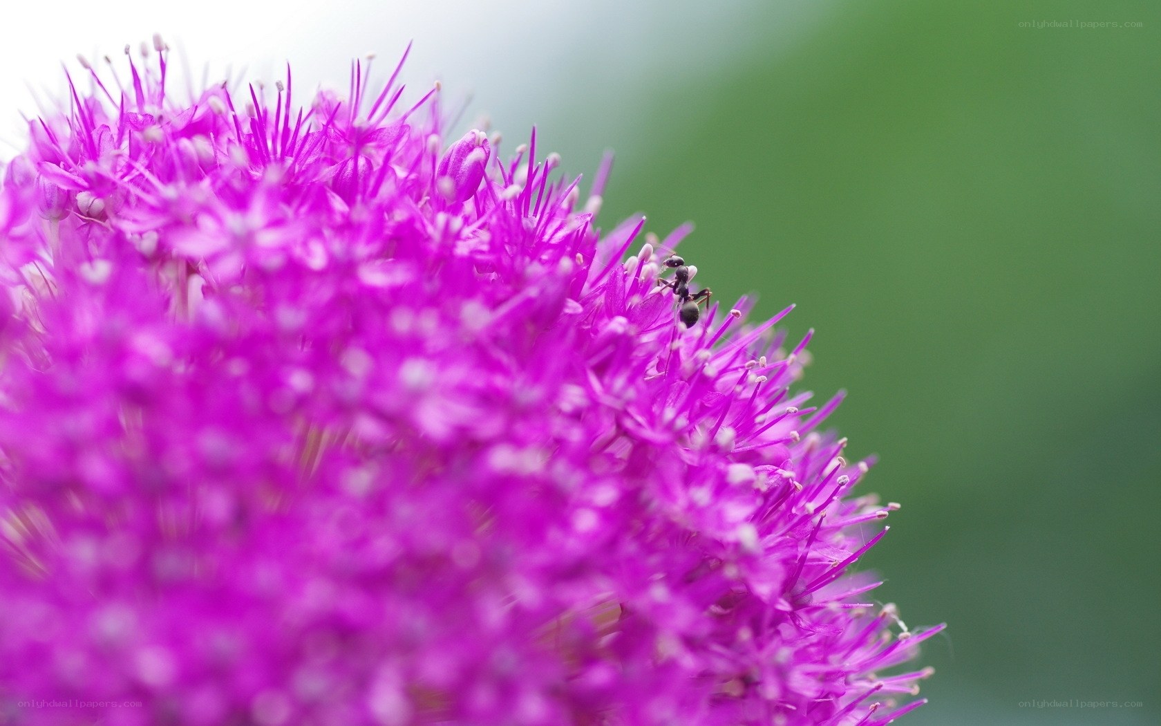 ant on purple flower