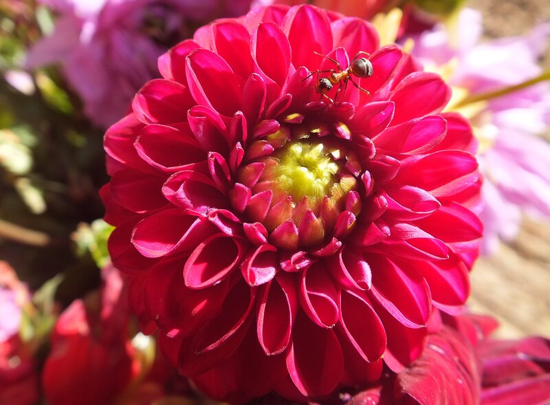 Ant on Red Dahlia