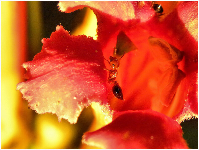 Ant on Red Flower