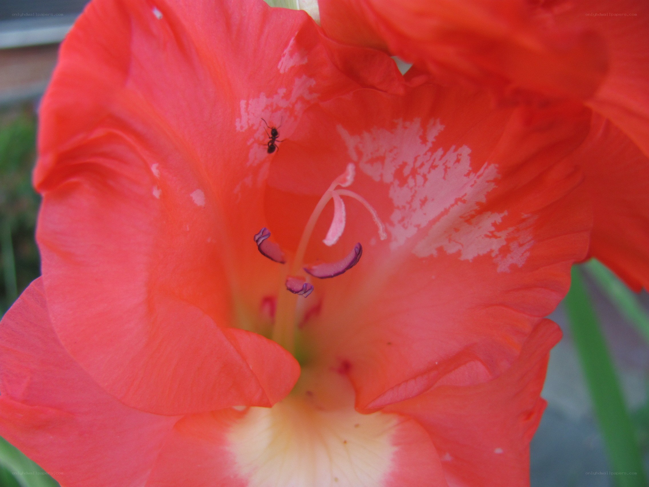 ant on red gladiolus flower