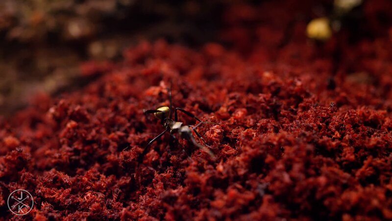 Ant on Red Substrate