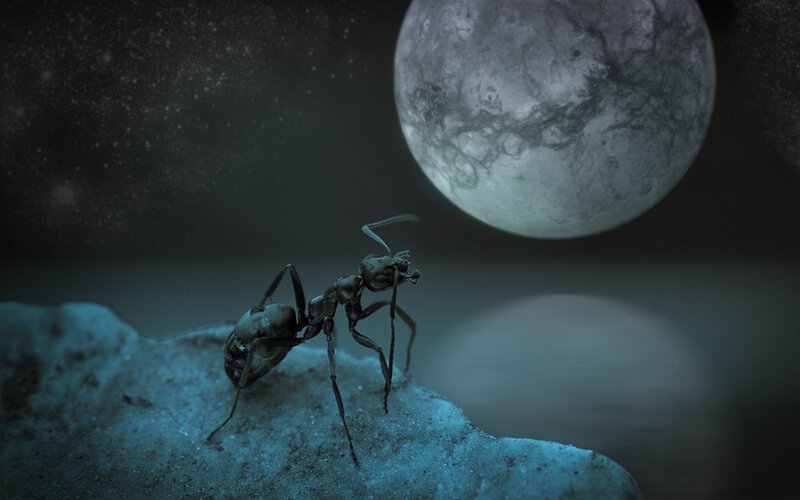Ant on Rock under Moon