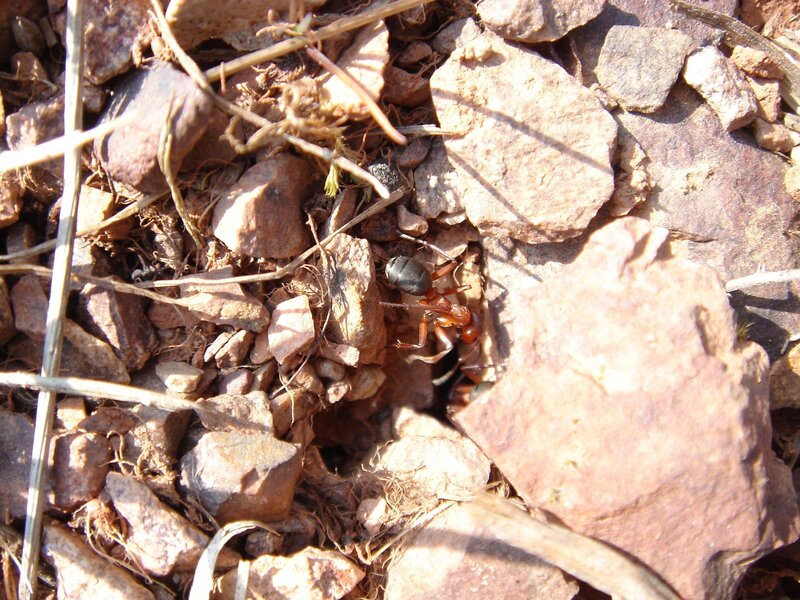 ant on rocky ground