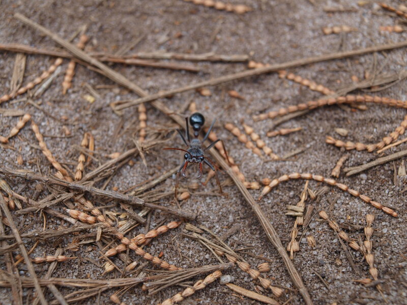 ant on sandy ground