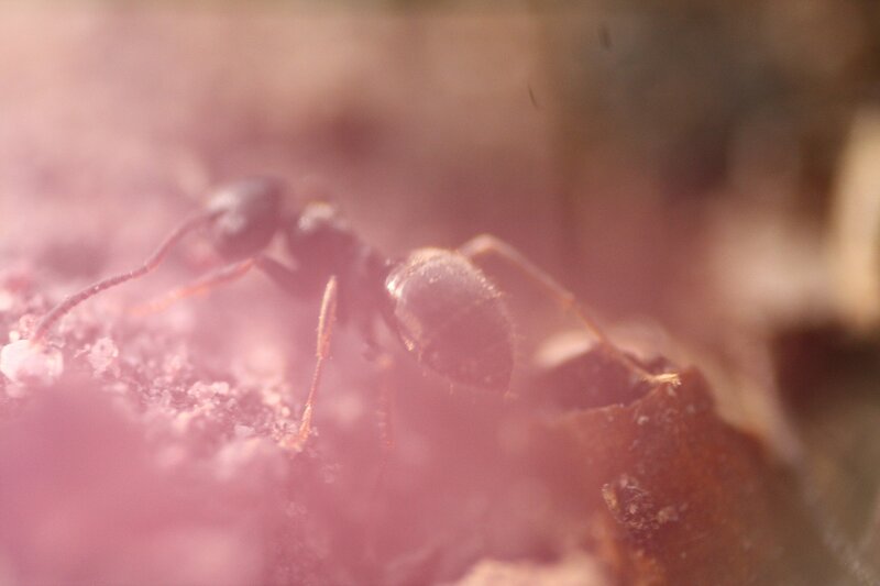 Ant on Soil Surface