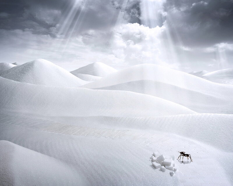 Ant on sugar dunes