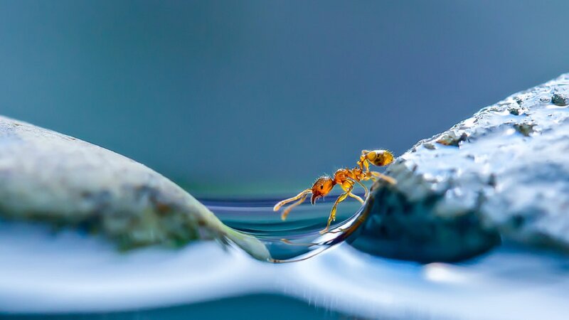 Ant on Water Droplet — Blue