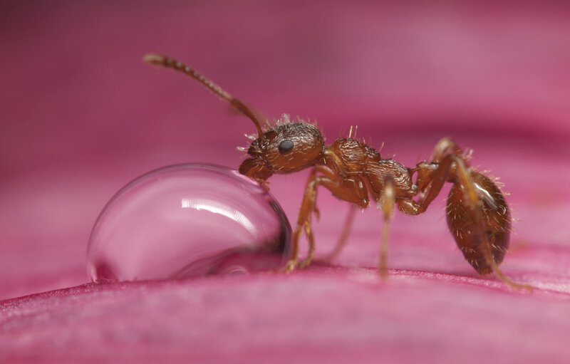 Ant on Water Droplet
