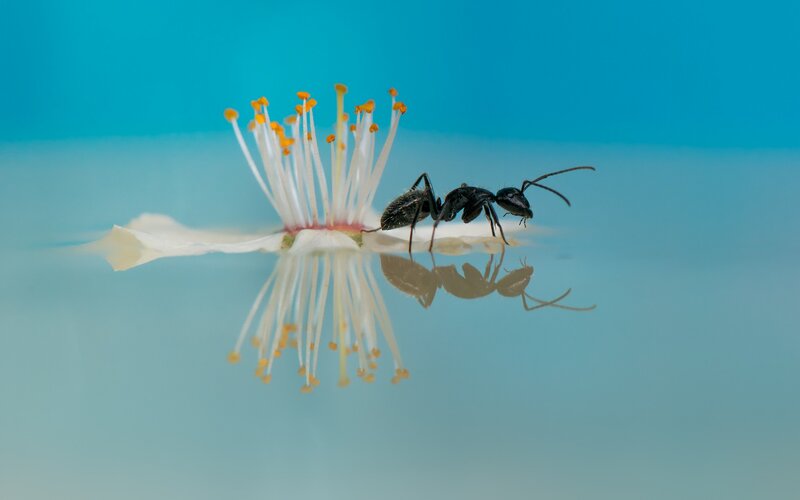 Ant on White Flower — Blue