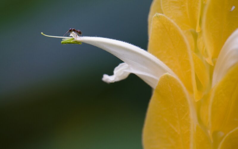 Ant on White Flower — Calm