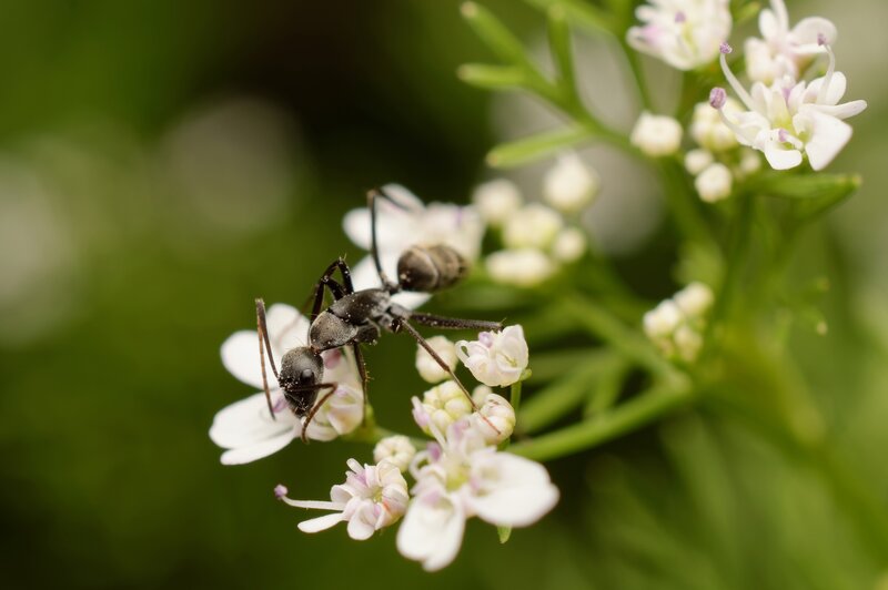 Ant on White Flower — Natural