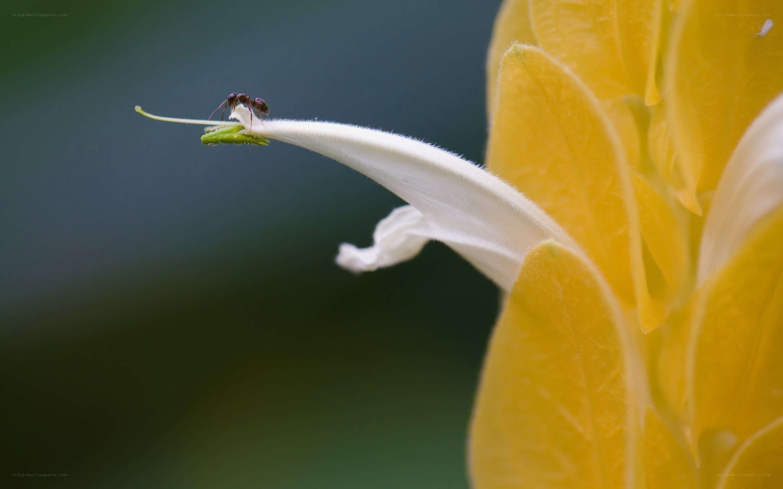 ant on white flower petal
