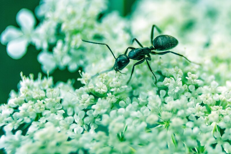 ant on white flowers
