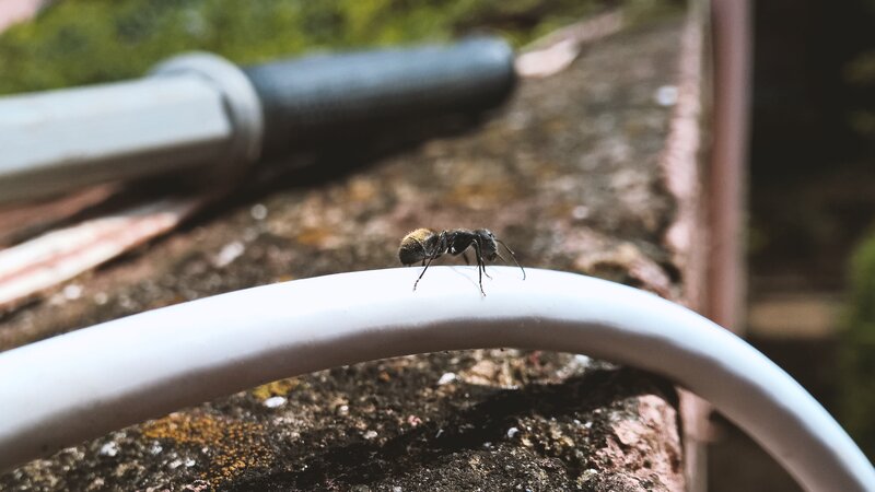 Ant on White Pipe
