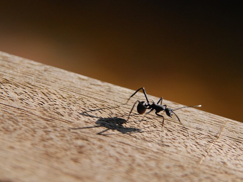 ant on wooden surface