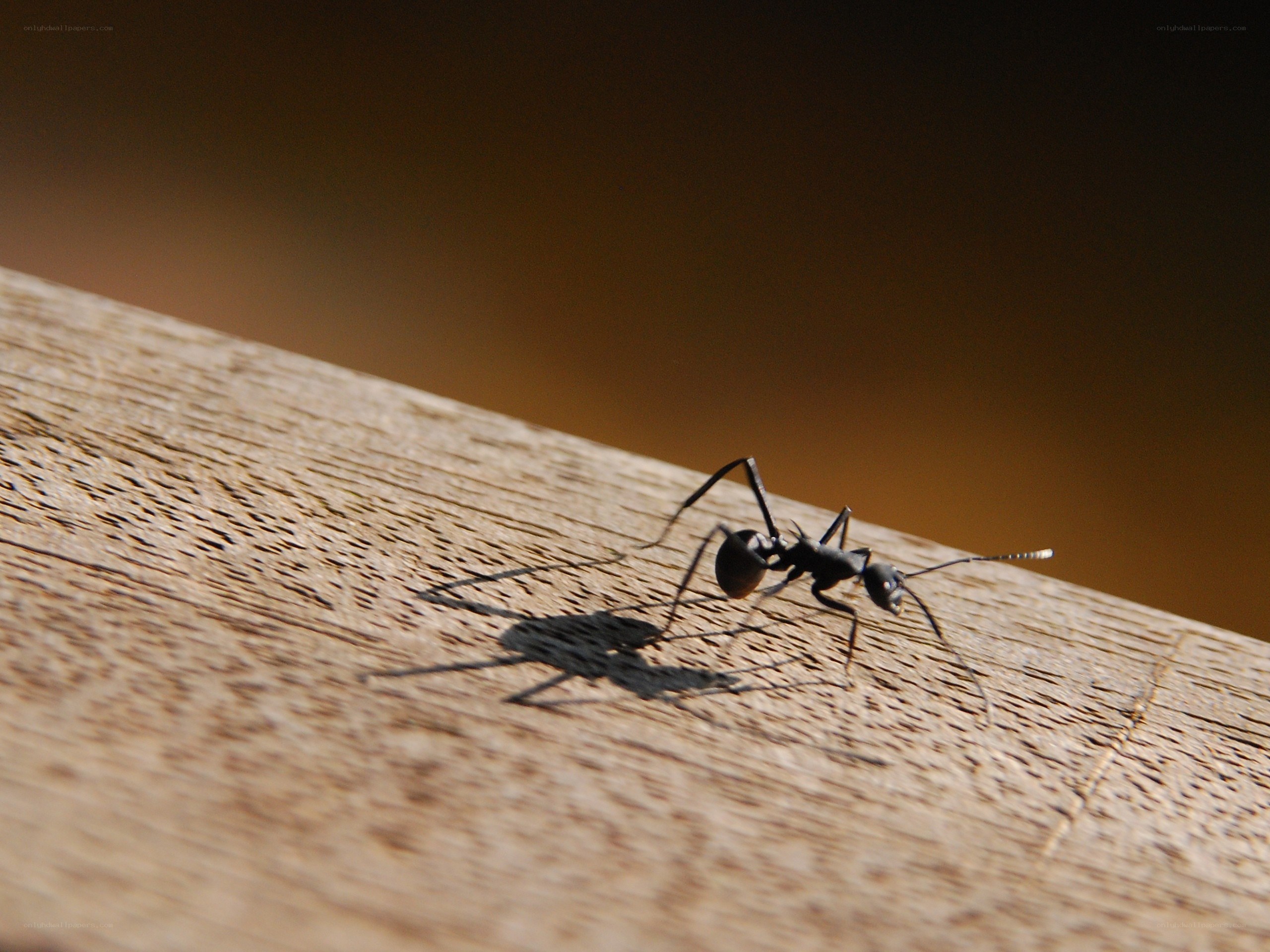 ant on wooden surface