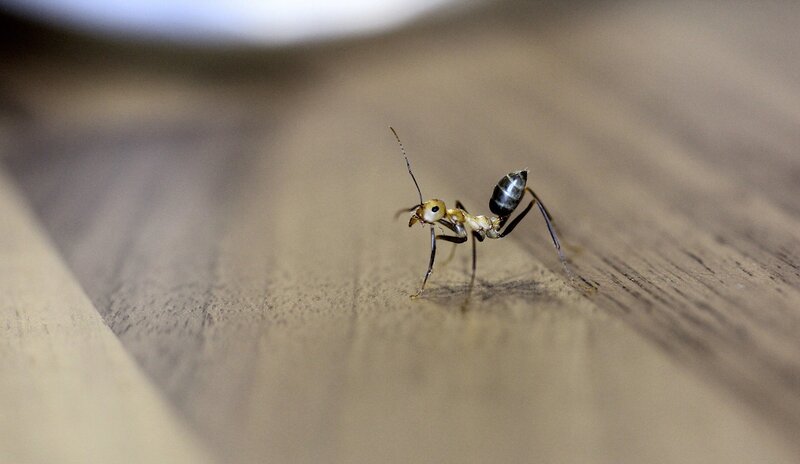 ant on wooden surface