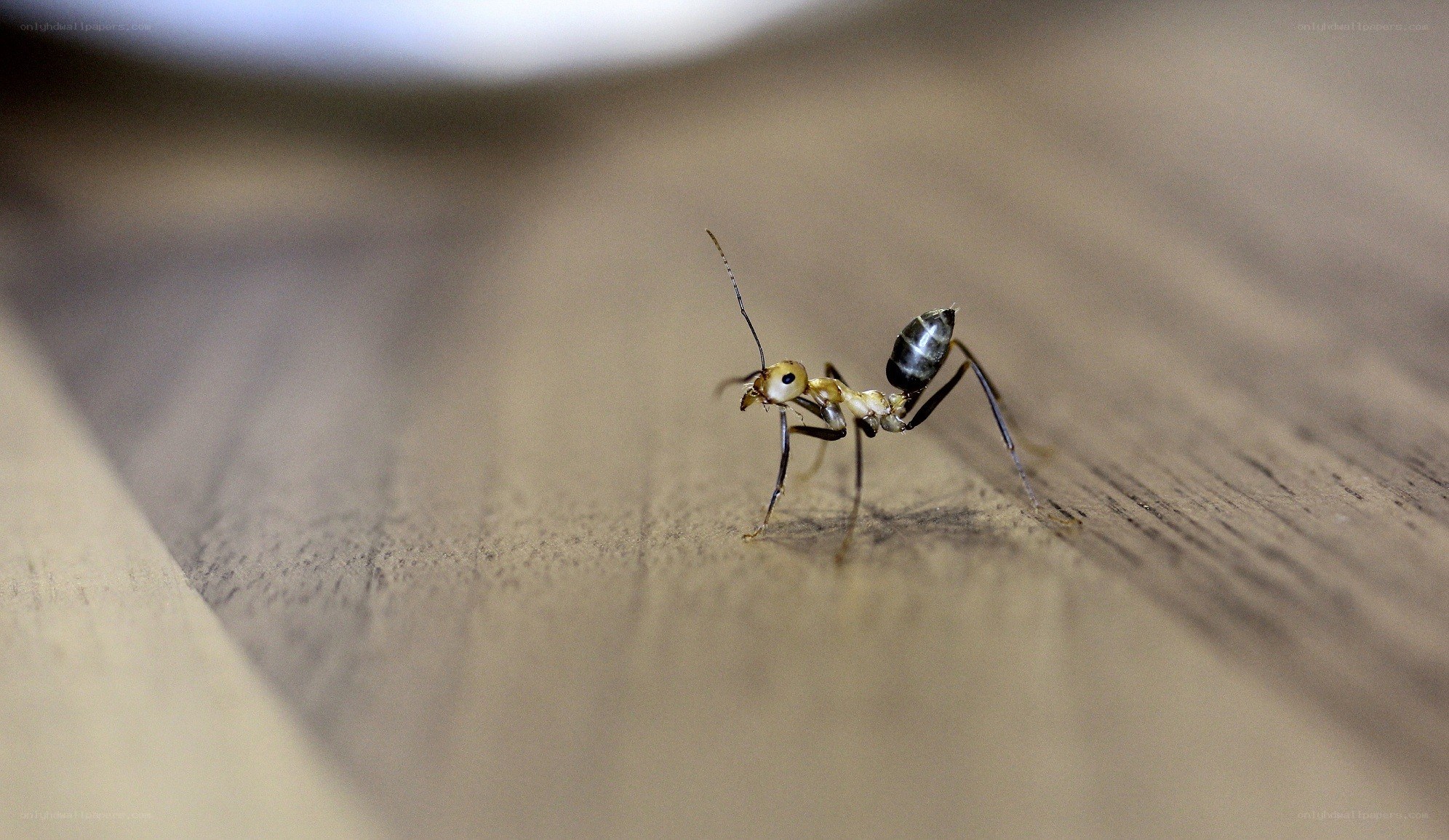 ant on wooden surface